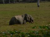Yala National Park